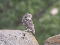 Athene noctua