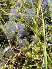 Peltigera canina