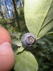 Vaccinium ovalifolium