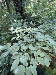 Vaccinium ovalifolium