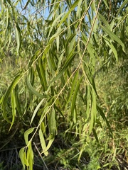 Salix nigra