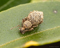 Dasydema hirtella