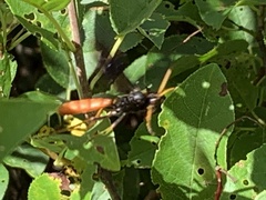 Protichneumon grandis