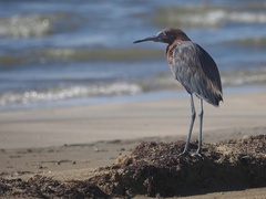 Egretta rufescens