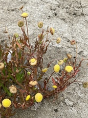 Cotula coronopifolia