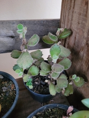 Cotyledon tomentosa