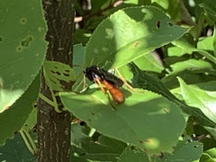 Protichneumon grandis