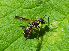 Parancistrocerus