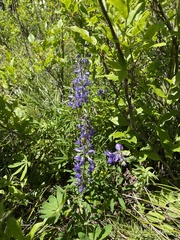Lupinus arcticus