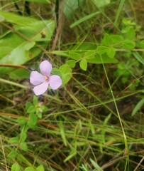 Rhexia petiolata