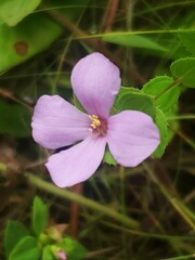 Rhexia petiolata