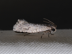 Acrolophus occidens
