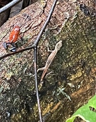 Anolis capito