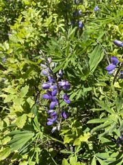 Lupinus arcticus