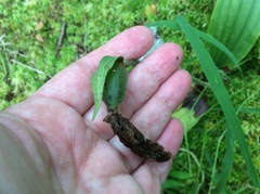 Cypripedium acaule