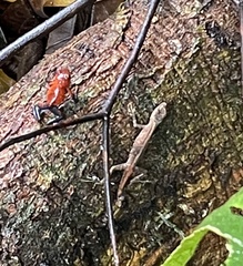Anolis capito