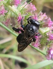 Xylocopa micans