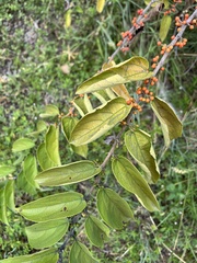 Trema micrantha floridana