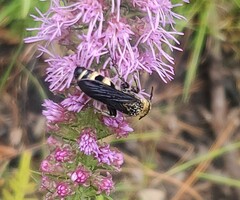 Dielis plumipes