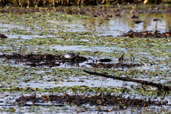 Chrysemys picta picta