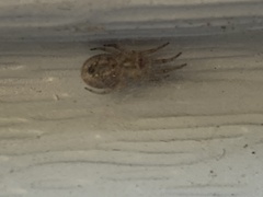 Zygiella x-notata