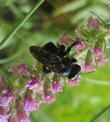 Xylocopa micans