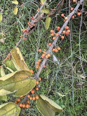 Trema micrantha floridana