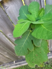 Ficus carica