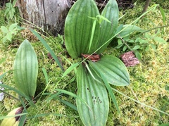 Cypripedium acaule