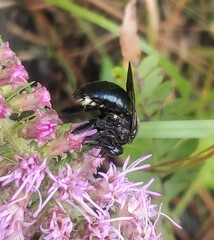 Xylocopa micans