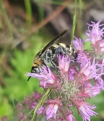 Dielis plumipes