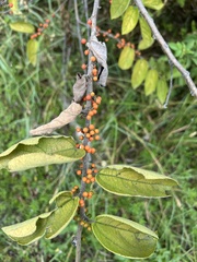 Trema micrantha floridana