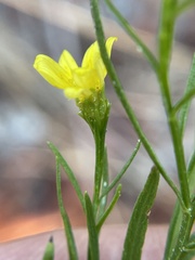 Gutierreziinae