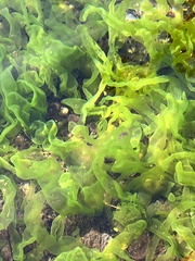 Ulva