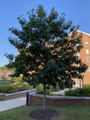 Quercus rubra