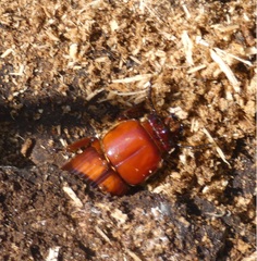 Odontotaenius disjunctus