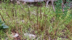 Drosera filiformis