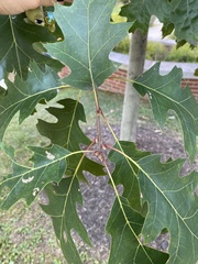 Quercus rubra