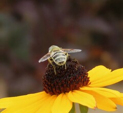 Eristalis stipator