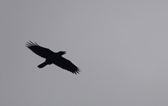 Corvus corax