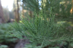 Sequoiadendron giganteum