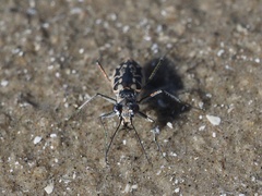 Ellipsoptera hamata