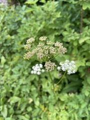 Ligusticum grayi