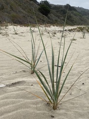 Leymus mollis