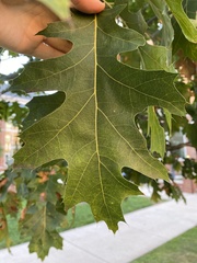 Quercus rubra