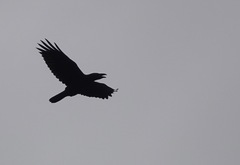 Corvus corax