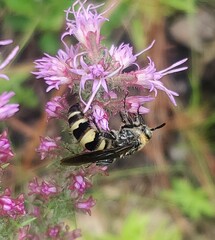 Dielis plumipes