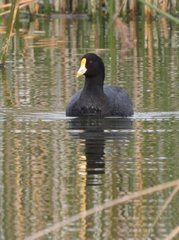 Fulica leucoptera