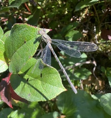 Lestidae