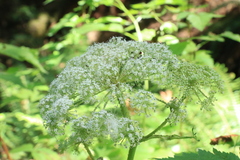 Angelica genuflexa